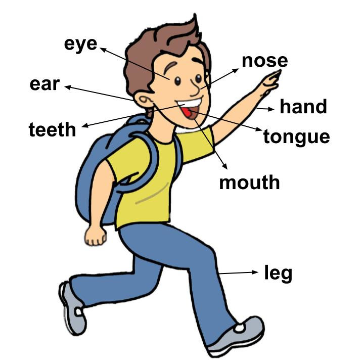 Body Parts