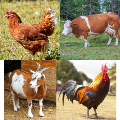 Farm Animals