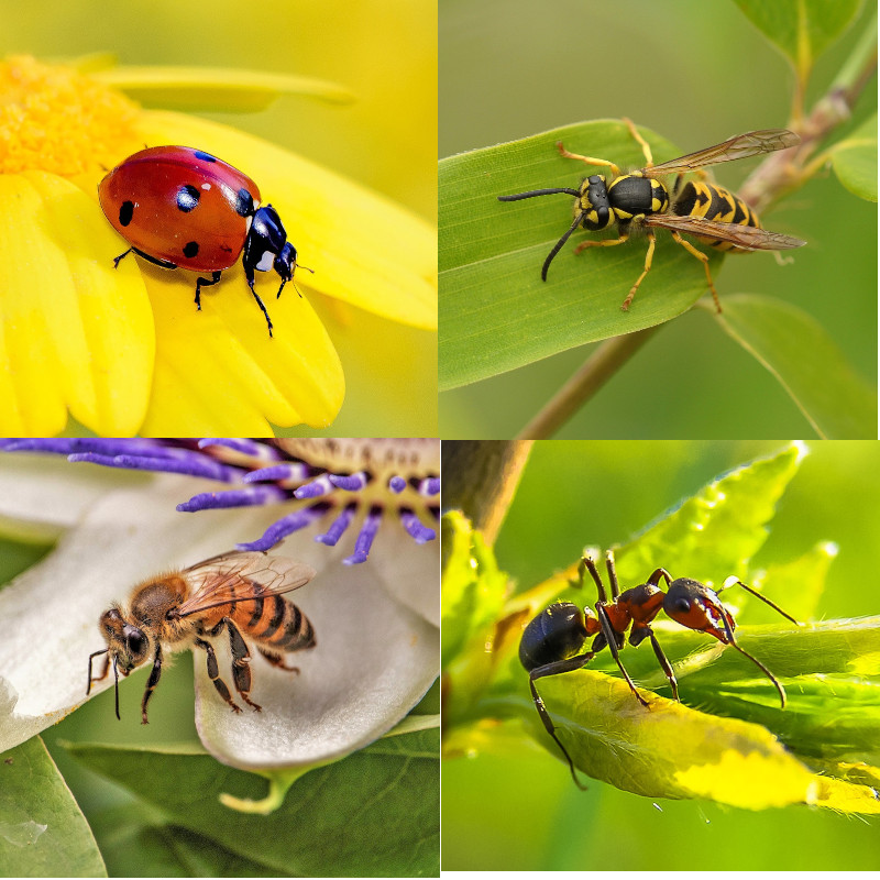 Insects (#1)